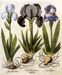 Garden Eden: Masterpieces of Botanical Book Illustration